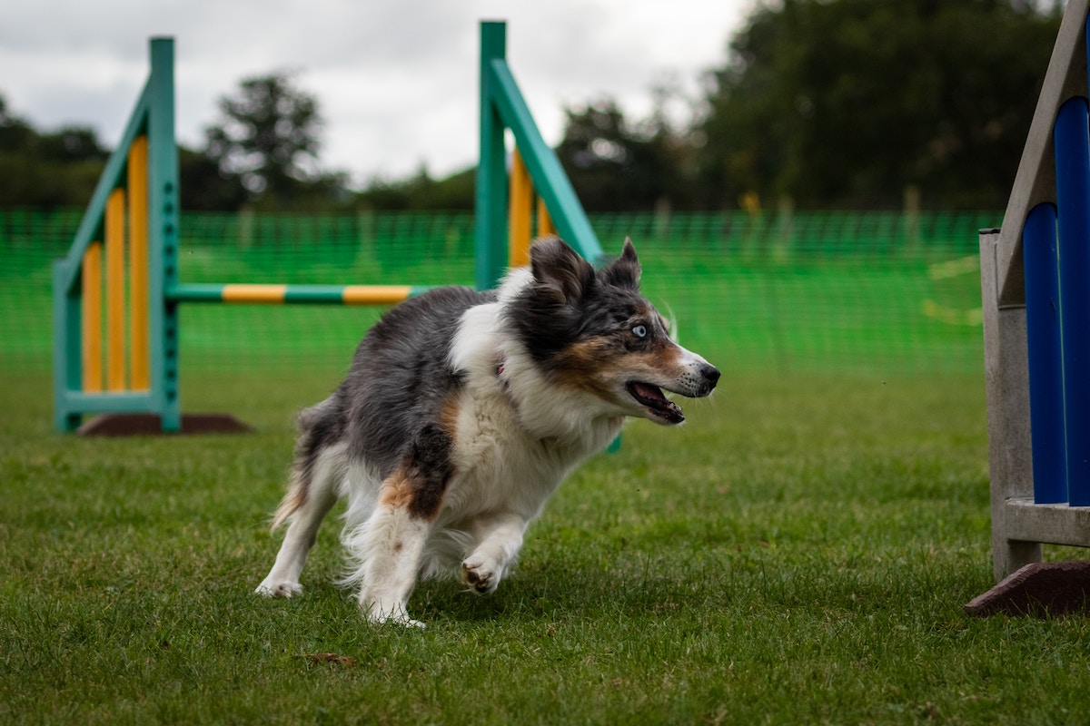 How to Build a Backyard Dog Agility Course