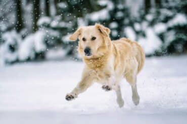 dog in the snow