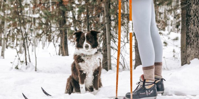 cute dog skiing snowy day