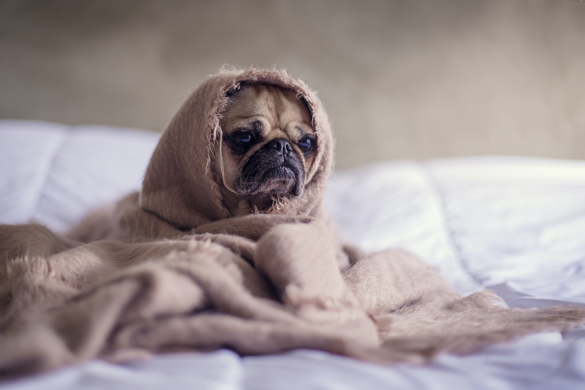 cold pug in blanket on rainy day