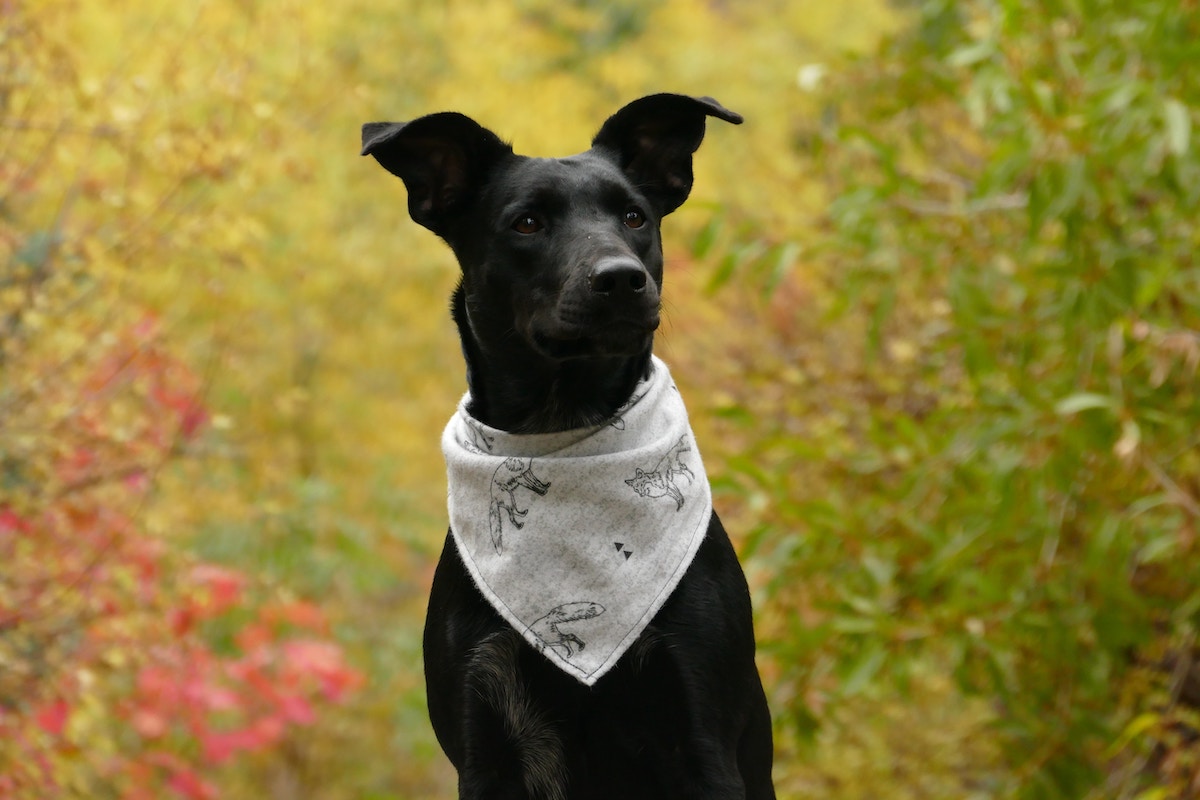 The Baxter / Dog Paws Dog Collar / Novelty Dog Collar / Gift 