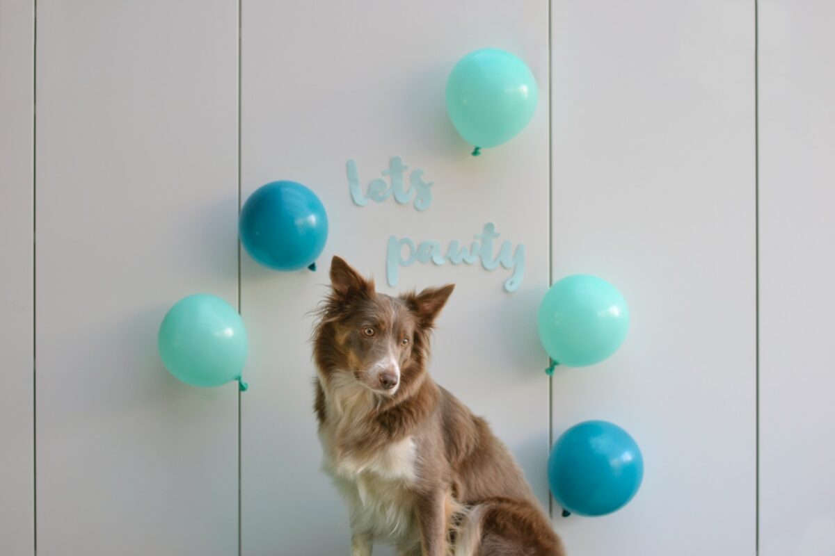brown and white dog blue balloons party
