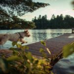 dog running towards a lake cabin