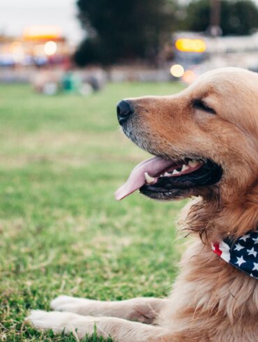 Dog with American flag bandana