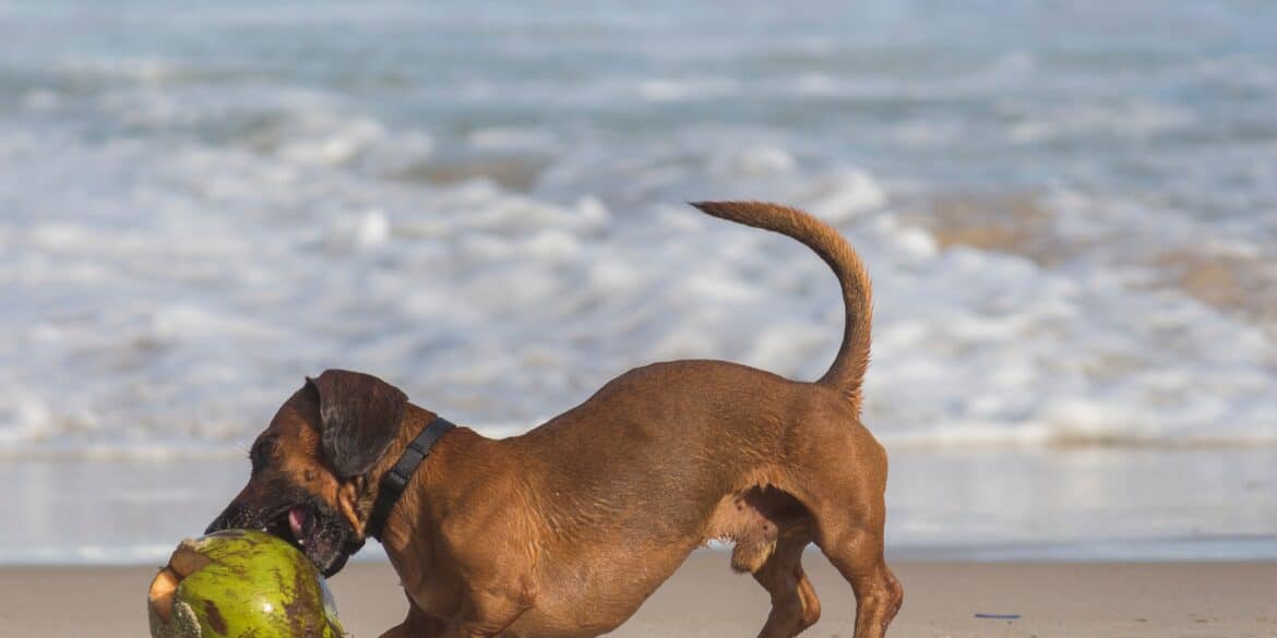 dog on the beach