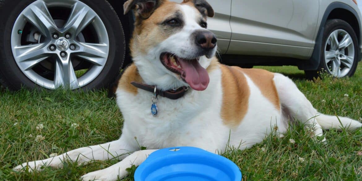 dog drinking water outside car