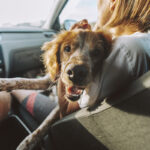 best road trip for dogs