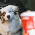 dog looking at coffee