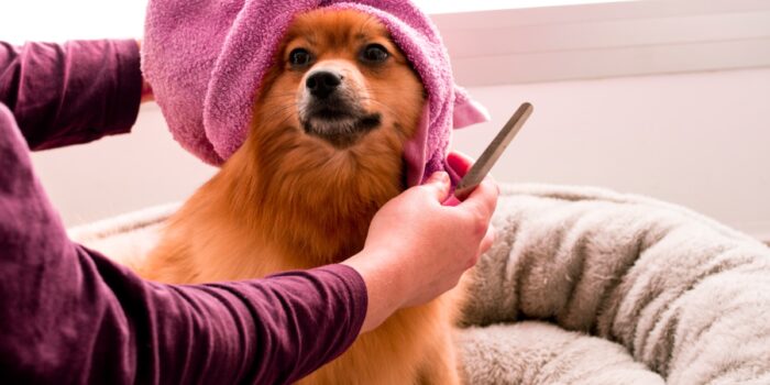 brown pomeranian with a pink towel