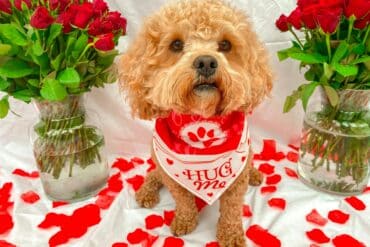 dog with roses