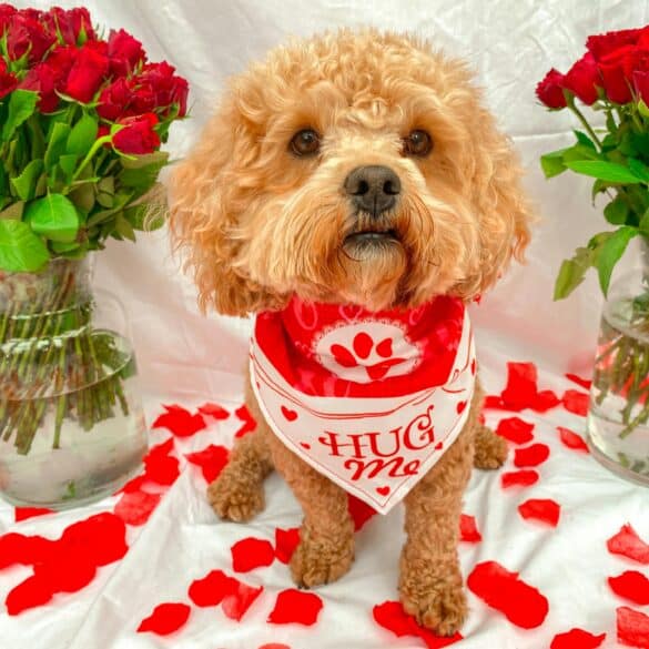 dog with roses