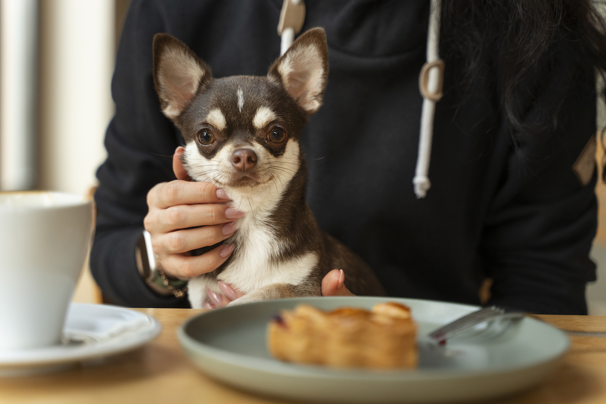 https://www.sidewalkdog.com/wp-content/uploads/2022/03/adorable-chihuahua-dog-with-female-owner.jpg