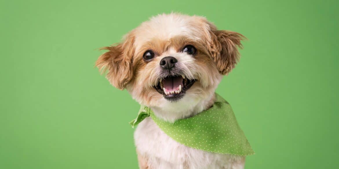 dog in green bandana