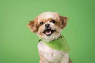 dog in green bandana