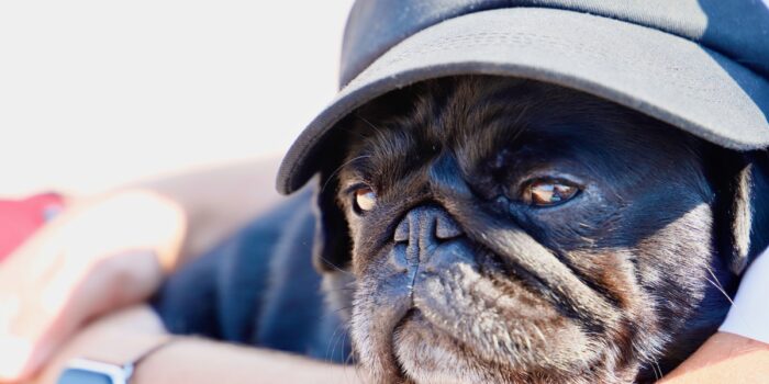 cute black pug baseball cap