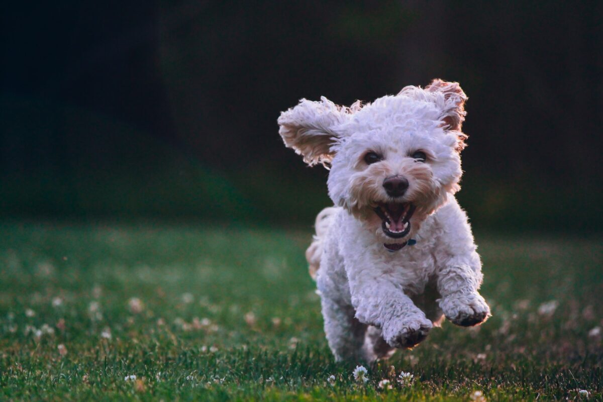 happy cute dog running field