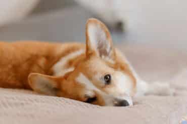 Corgi laying on the bed