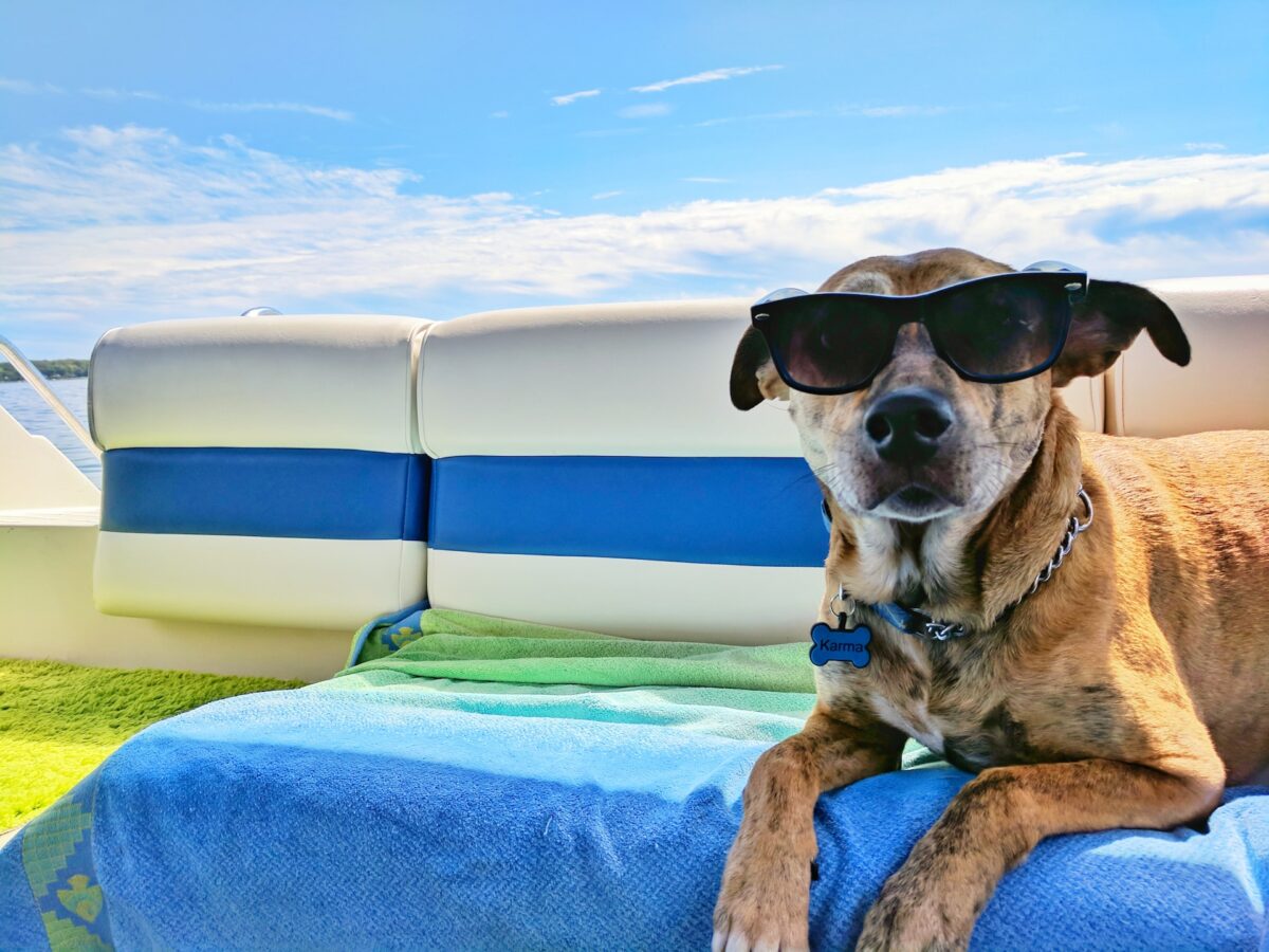dog wearing sunglasses on blue towel