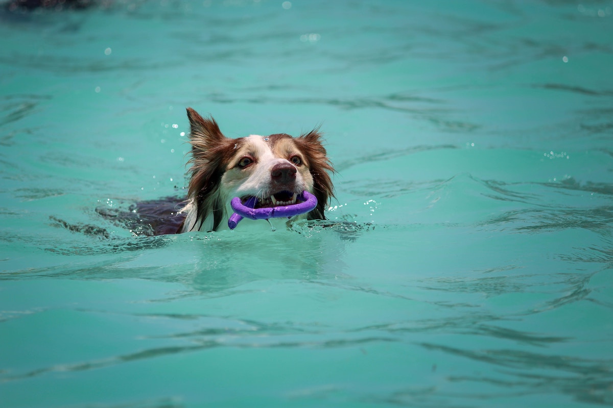 5 DIY Pool Floaties Your Dog Will Love
