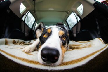 dog laying in back of car