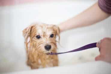 Dog in bathtub