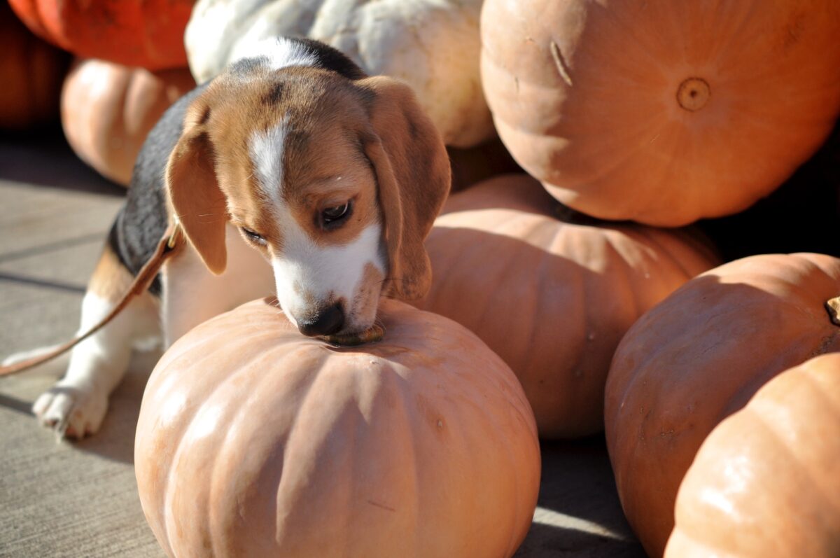 beagle biting a pumpkin