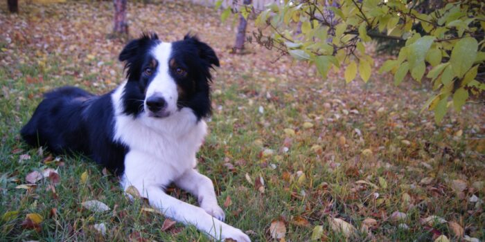 border collie fall orchard