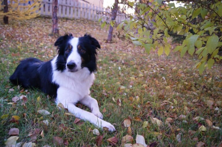 Minnesota Apple Orchards That Allow Dogs Sidewalk Dog