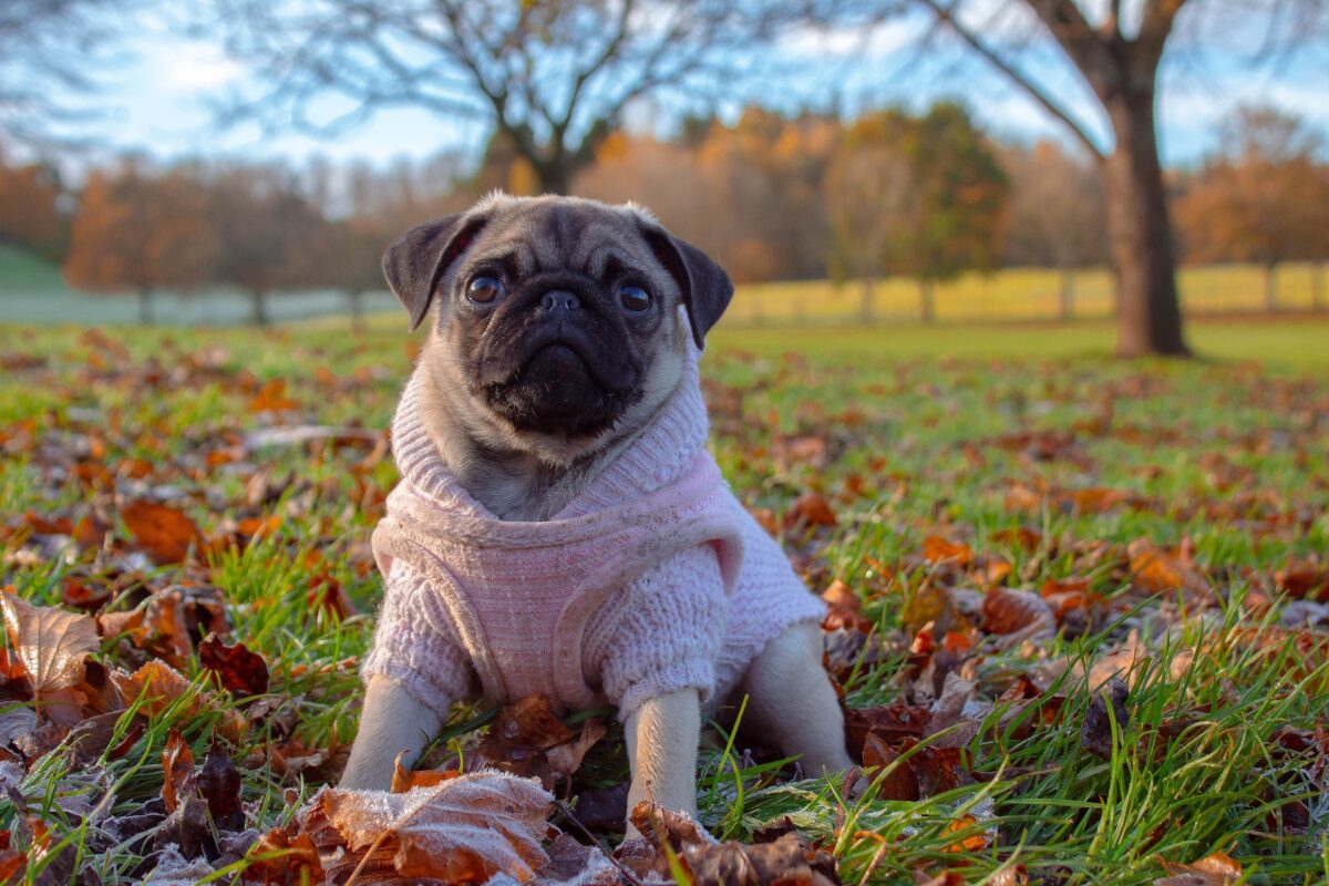 pug wearing a pink sweater autumn fall park
