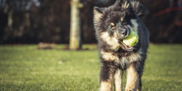 black and white dog playing tennis ball
