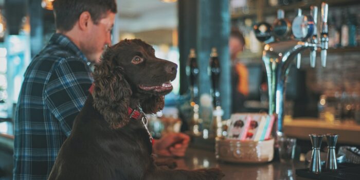 brown dog in a brewery