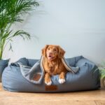 golden retriever indoors on a blue bed