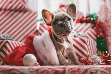 dog with christmas decor