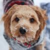 dog in sweater in snow