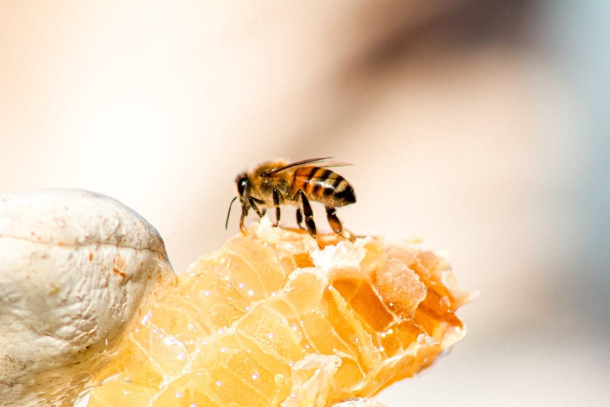 bee on honey