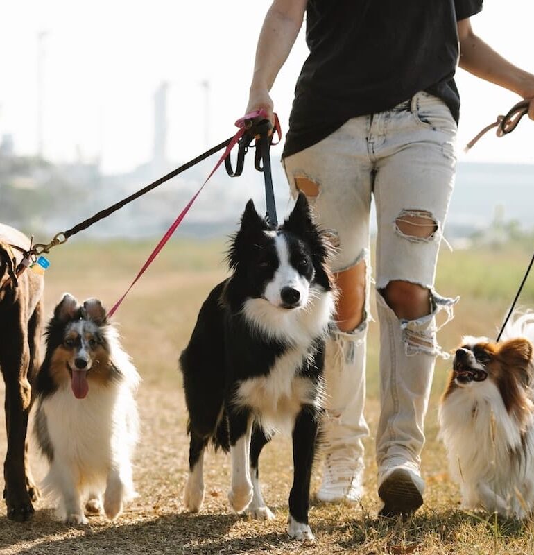 college student walking dogs