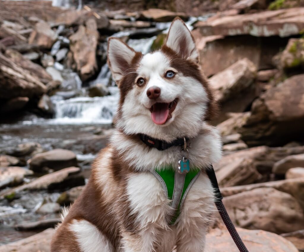 Pomsky Health Issues: Tips to Ensure Your Pomsky's Wellness
