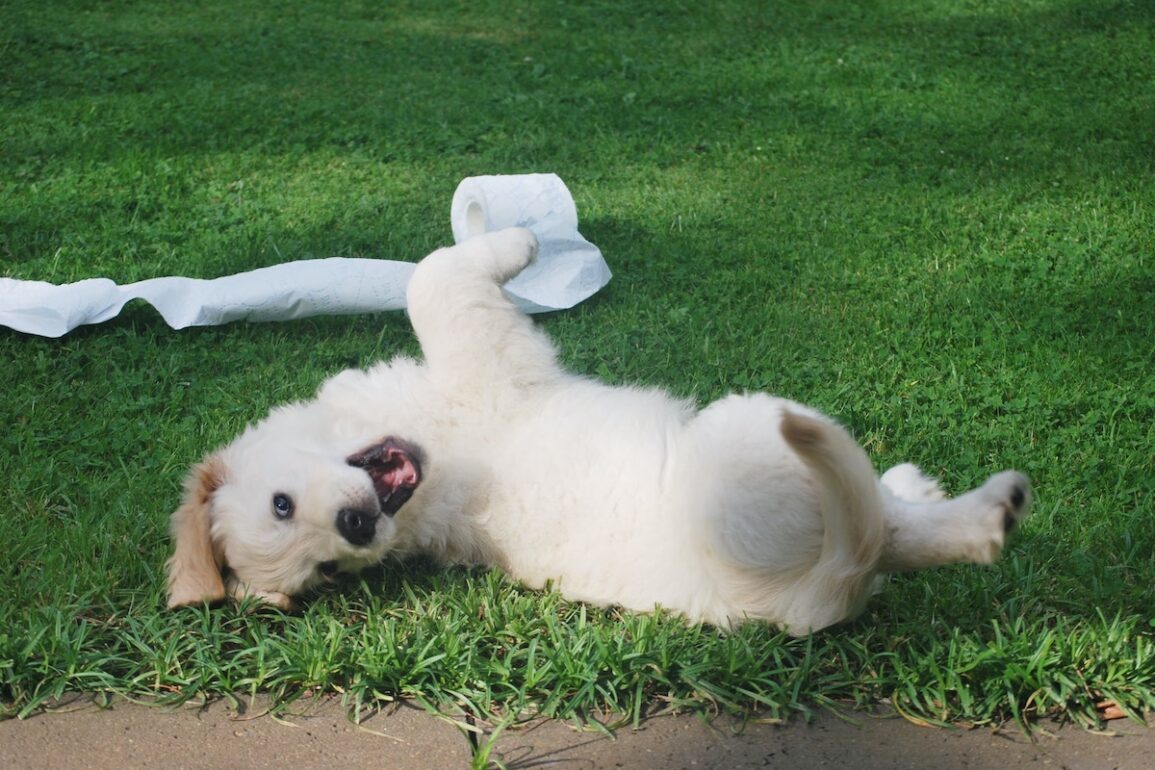 puppy playing with toilet paper in the grass