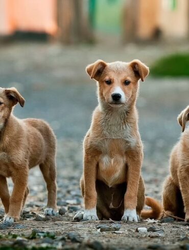three dogs standing on a path