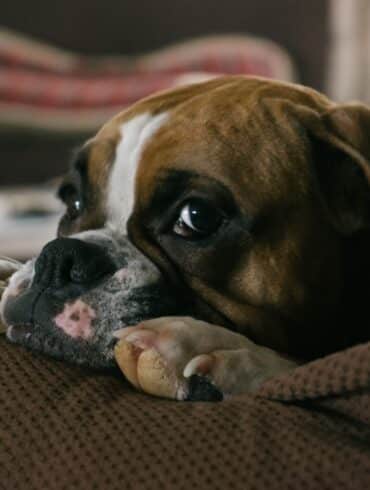 Dog sitting on couch