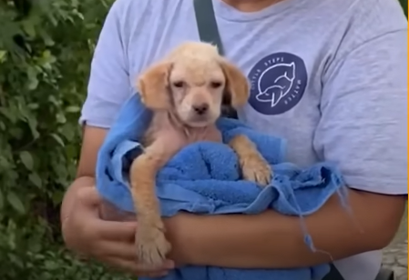 puppy held in rescuers arms