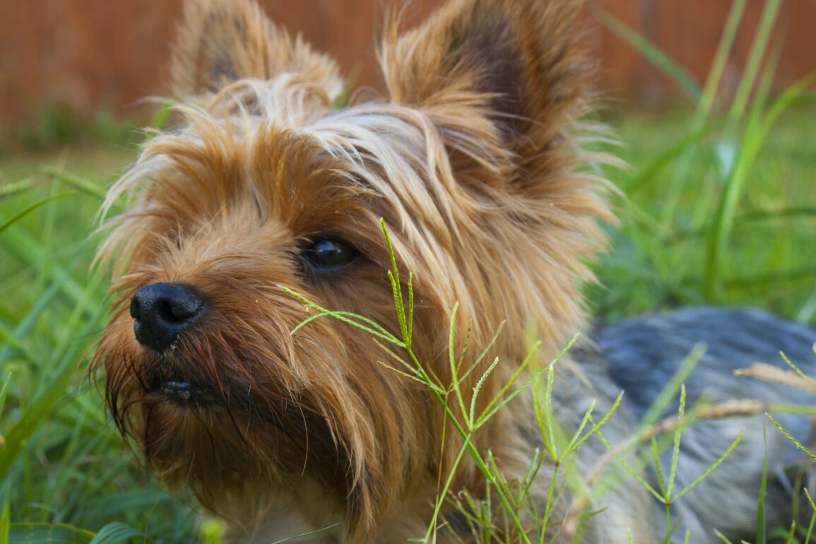 Yorkie dog in the grass