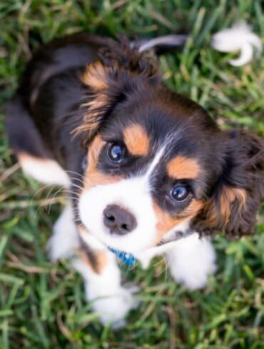 puppy