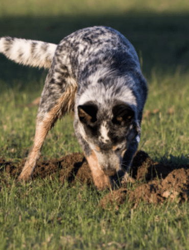dog digging