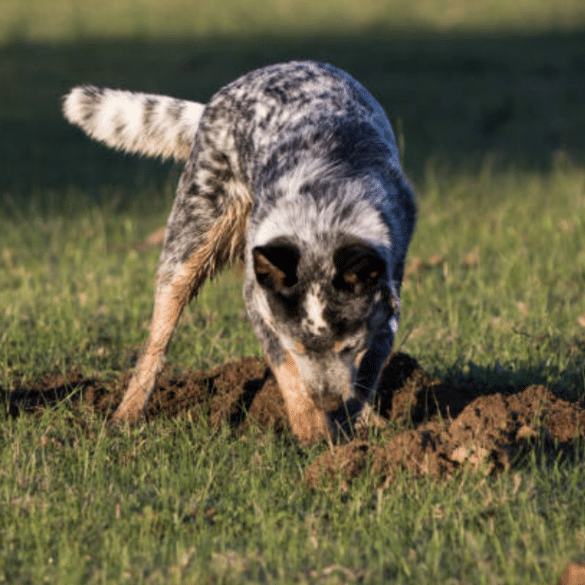 dog digging