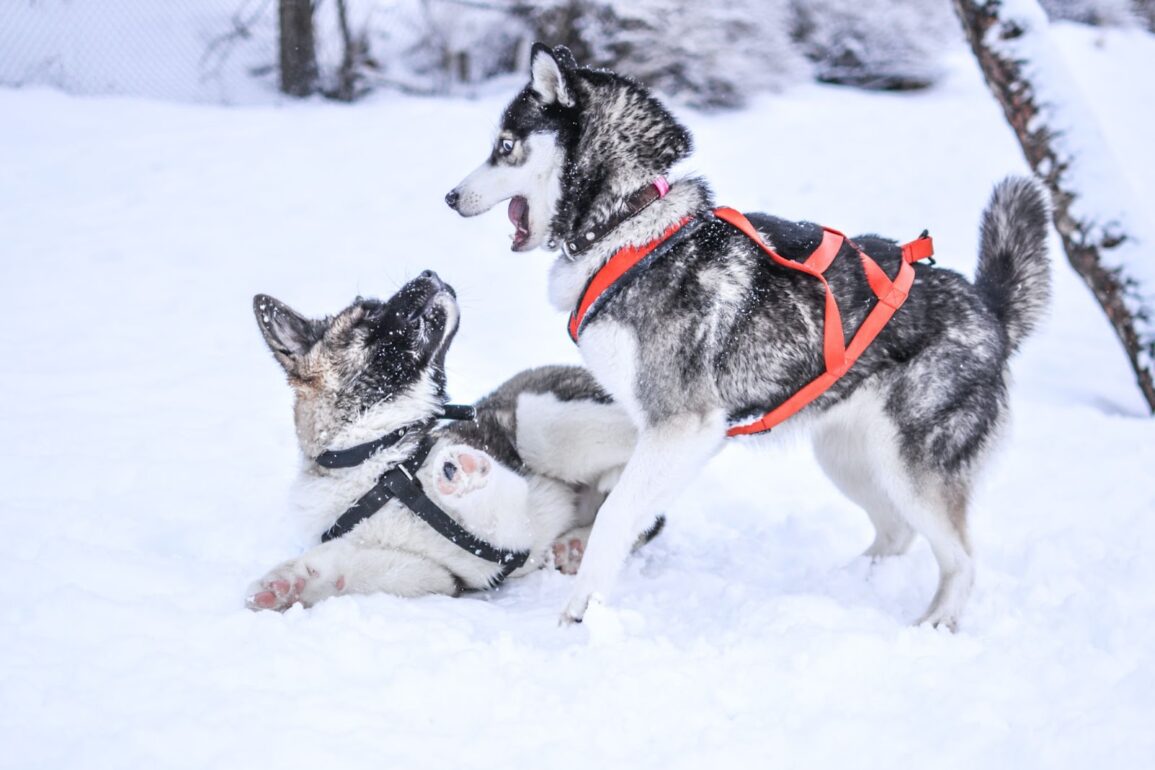 huskies playing in the snow