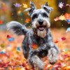 Confetti Australian Schnauzer running through autumn leaves