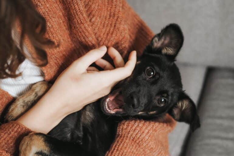 puppy being held