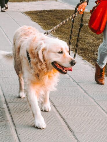 dog walking with owner