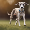 Italian Cavalier Greyhound mixed dog breed